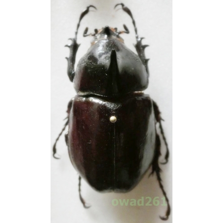 Augosoma centaurus (Fabricius, 1775) male +50mm Ivory Coast